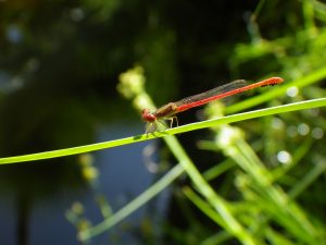 Pic 11: Cañón La Navaja is host to various dragonflies.