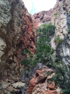 Pic 8: The terminus of Cañón La Navaja is host to several beautiful natural features, such as a vertical fault zone (white vs. red rocks) and freshwater springs that trickle down the cliffs and feed fig trees, palms, and flowering shrubs.