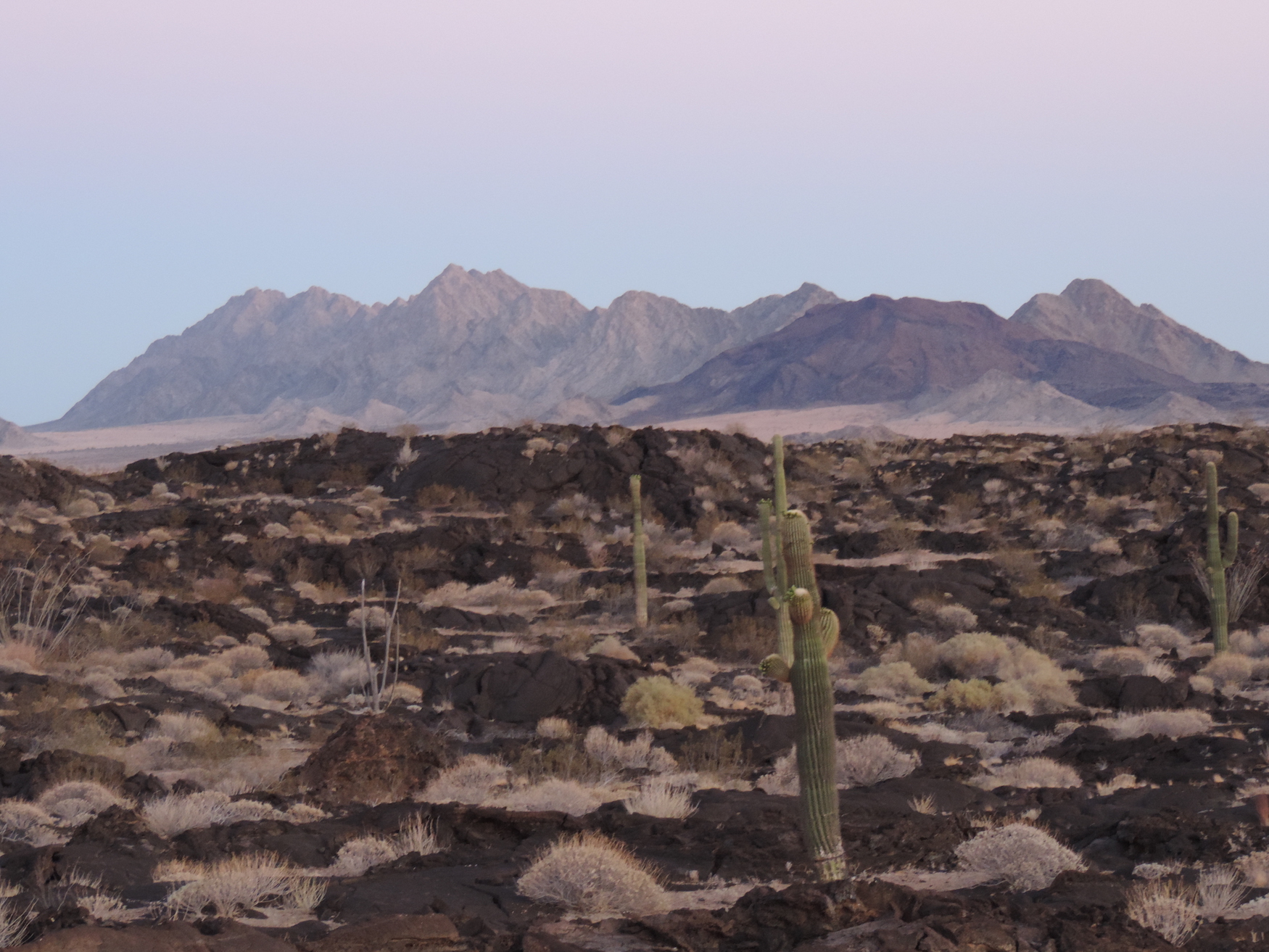 ¿Qué pasa dentro de una cueva de maternidad de murciélago tequilero?