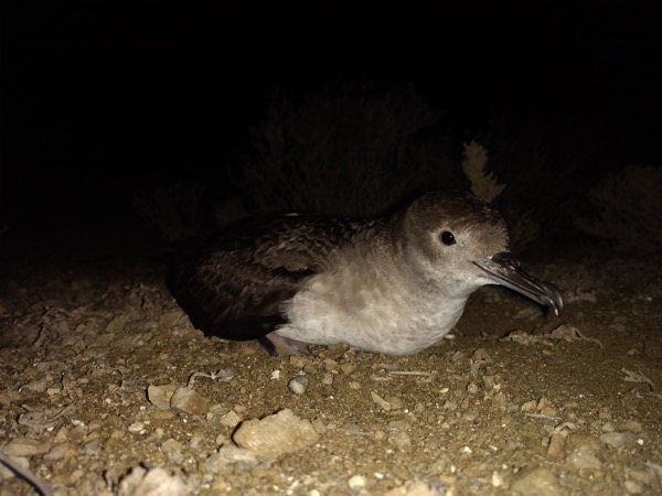 Detección de patógenos de importancia en pardela mexicana (Puffinus opisthomelas) anidante en Isla Natividad