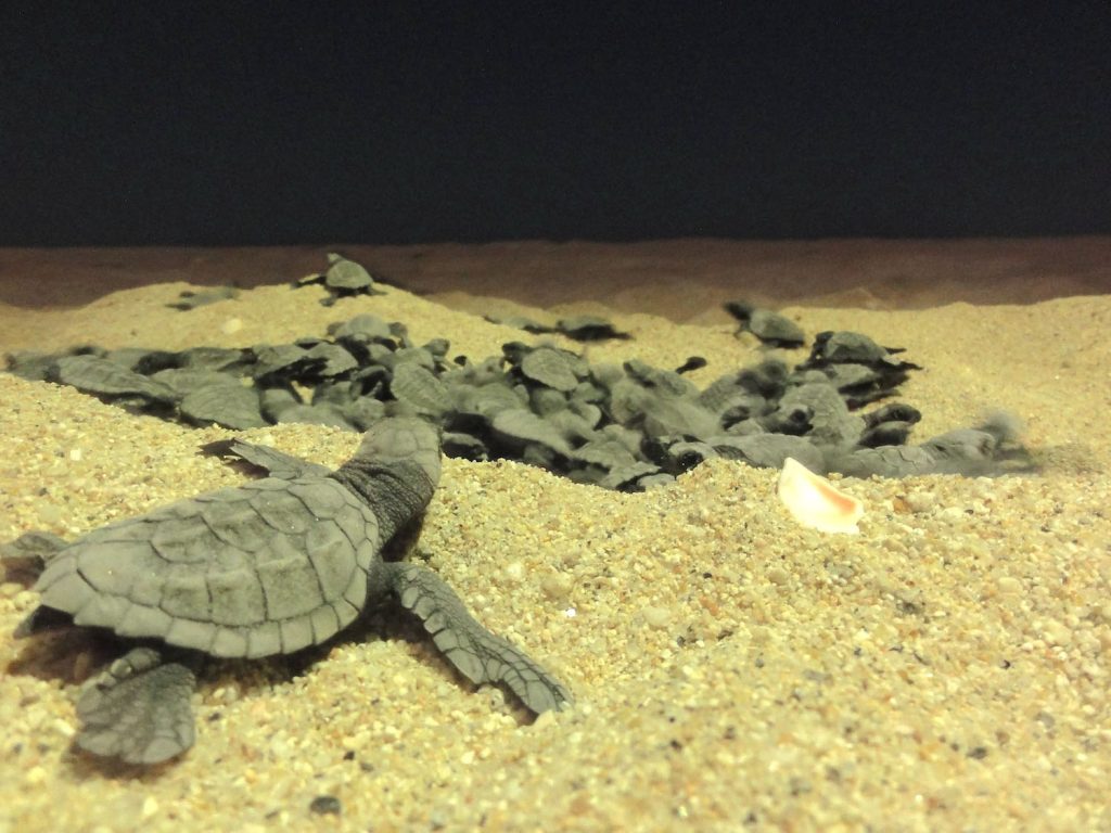 Turtles Cabo Pulma